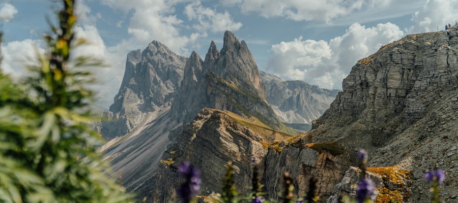 Aconite in front of a mountain range