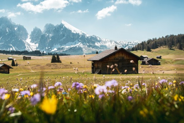 Spring on the Alpe di Siusi, flowers and snow-covered mountain peaks