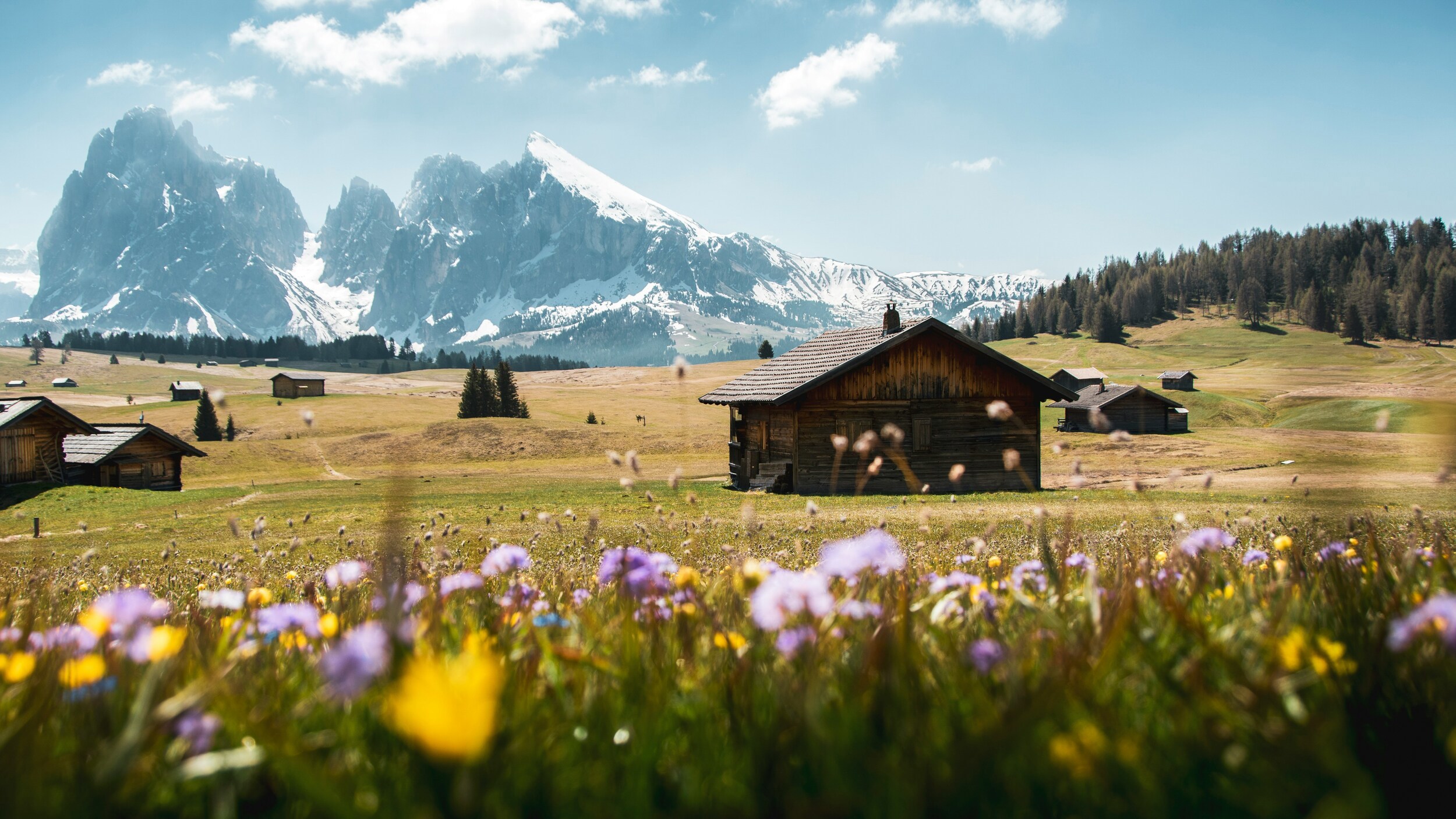 Spring on the Alpe di Siusi, flowers and snow-covered mountain peaks