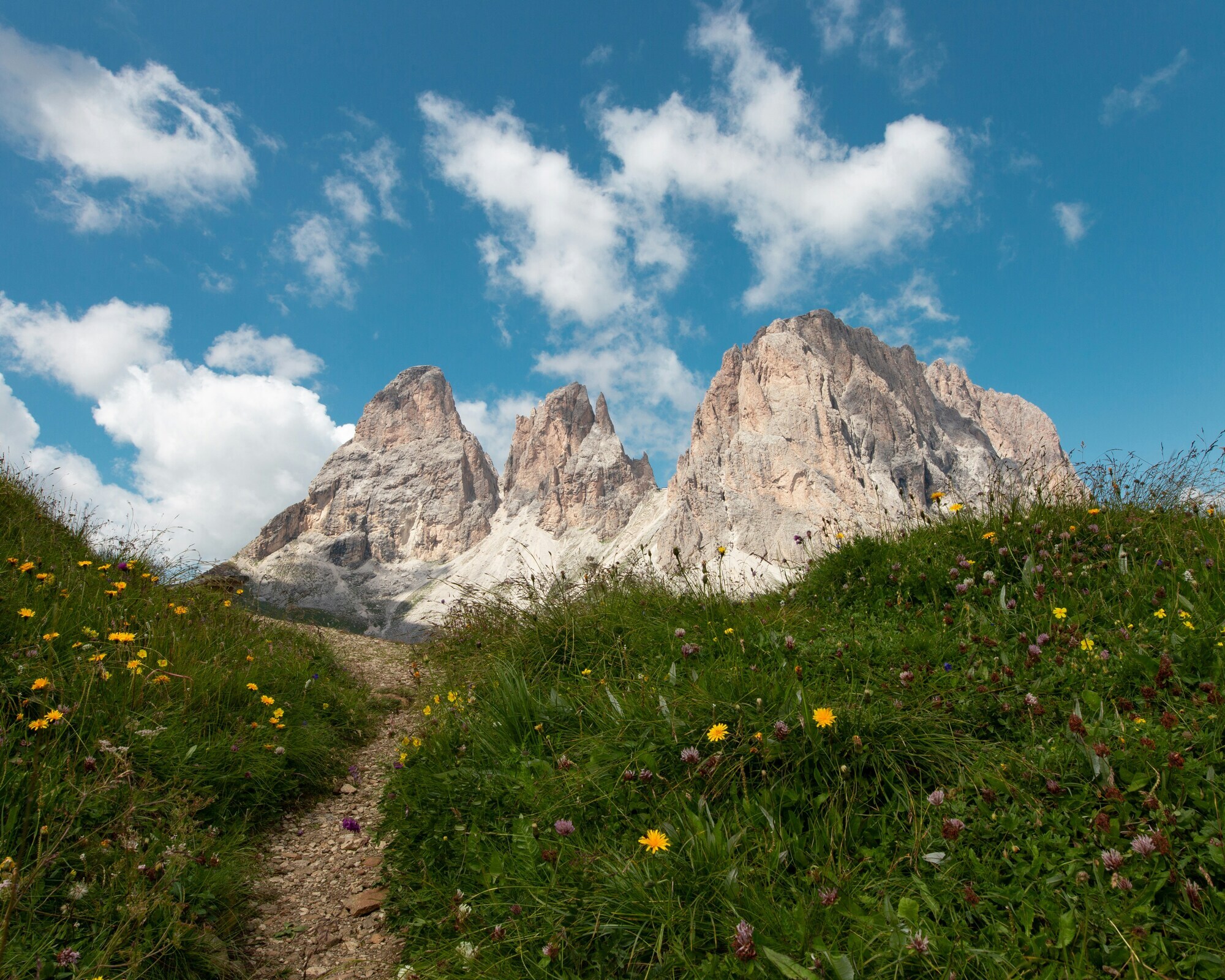 Path ascending a flowering meadow with mountains in the background