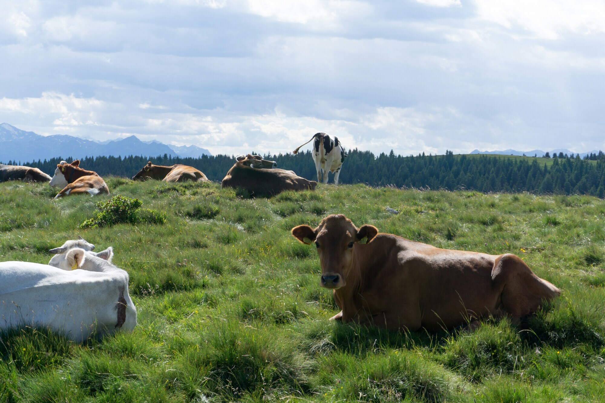 Cows lying and standing on a lush green meadow with blue sky