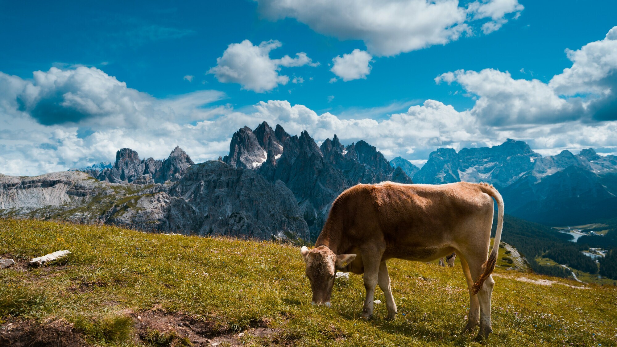 Grazing cow on a psture in front of mountains