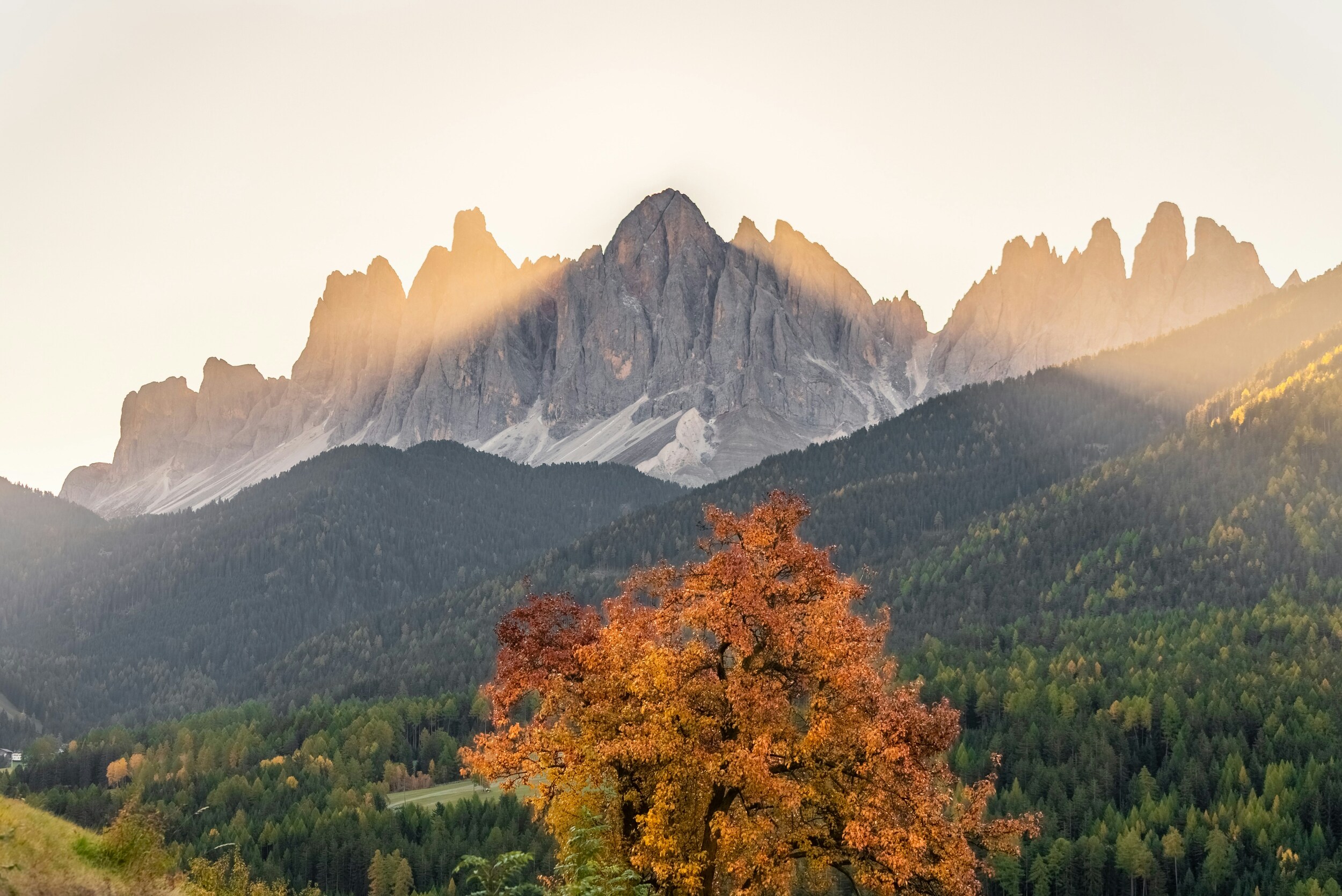 Sunrise over a mountain range, tree with orange leaves