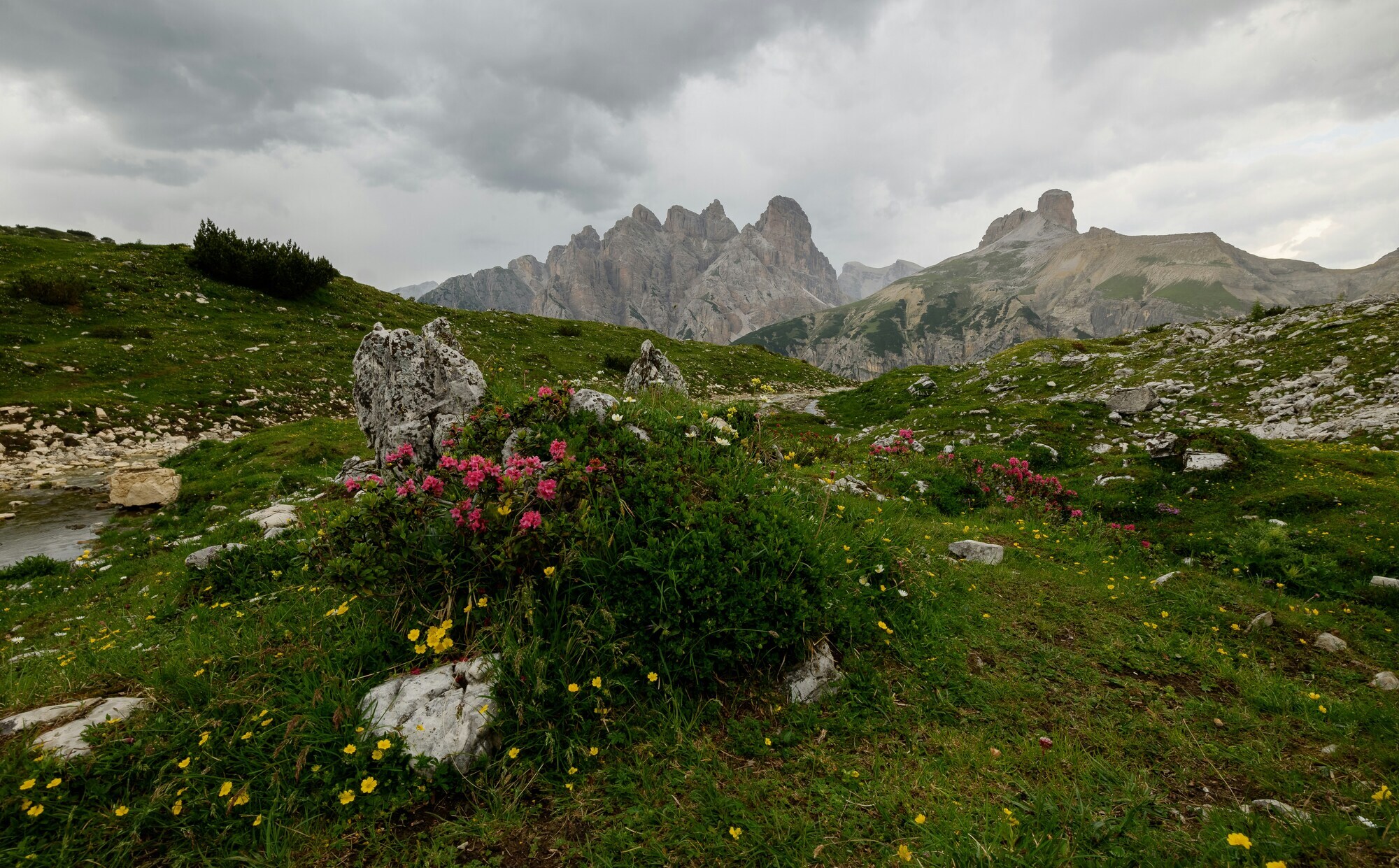 Rocky mountain peaks and meadow with alpine roses