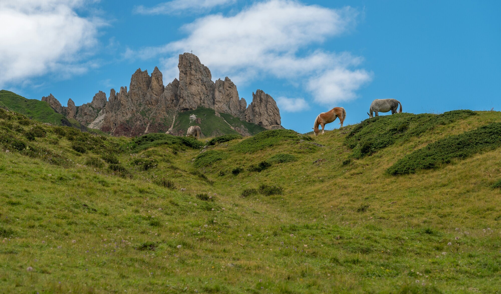 Horses on a green mountain meadow