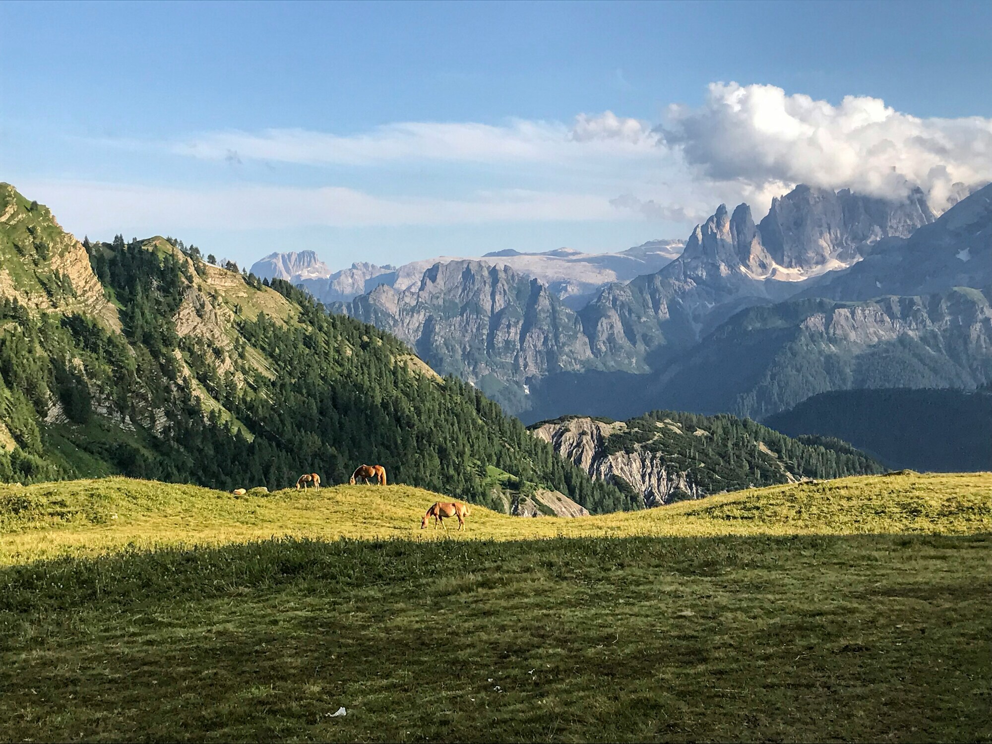 Meadow with grazing horses in mountain scenery