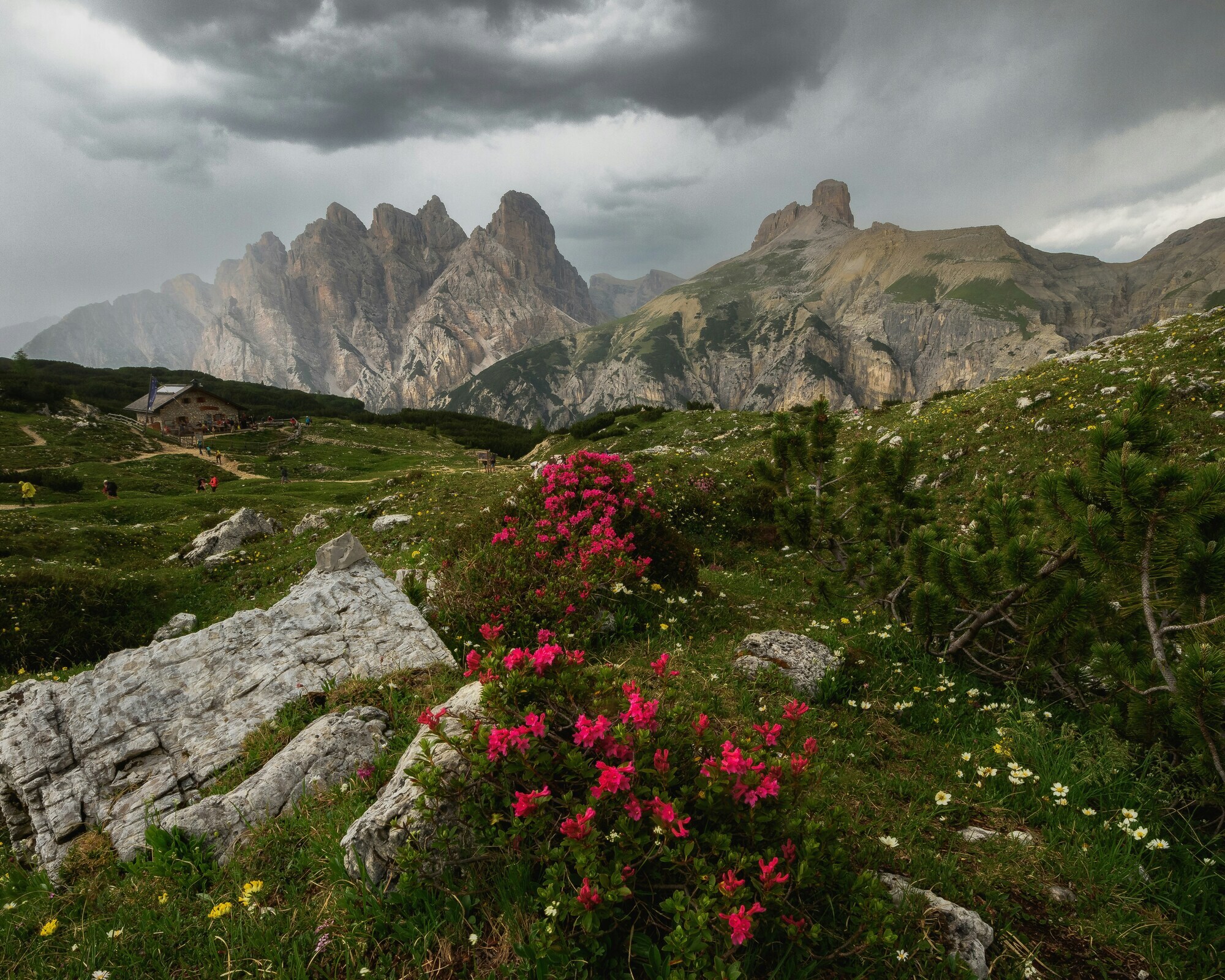 Alpine roses on a mountain meadow, with rock faces and grey clouds behind them