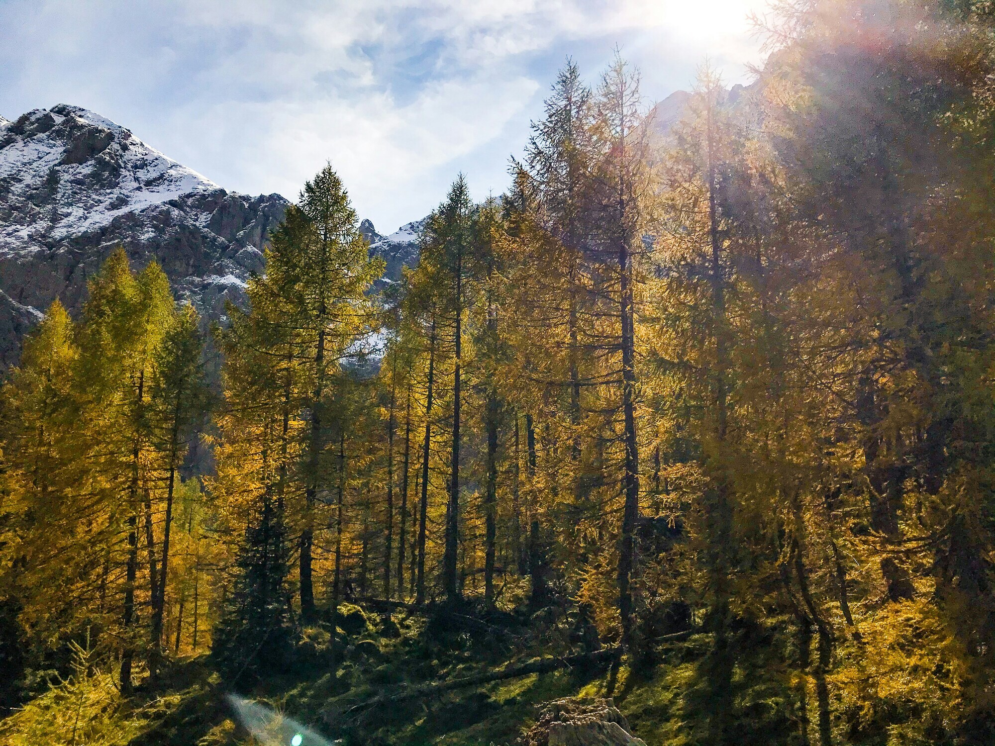 Autumn trees, snow-covered mountains and sunlight