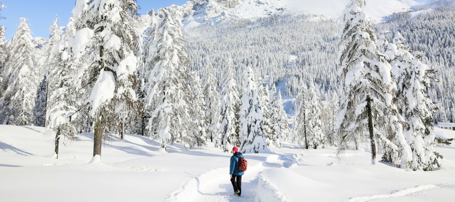 Person walking on a path cleared from snow, with trees and blue sky