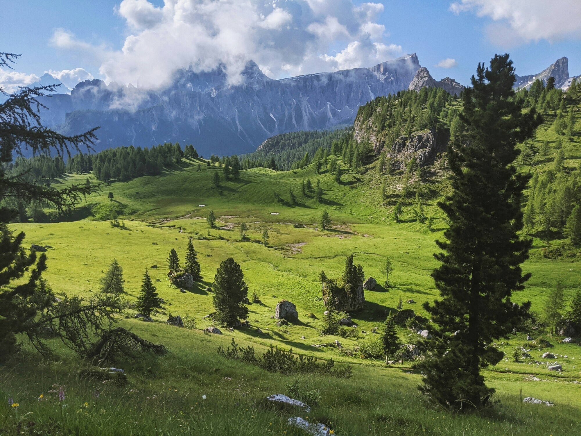 Green meadows with single trees and mountains