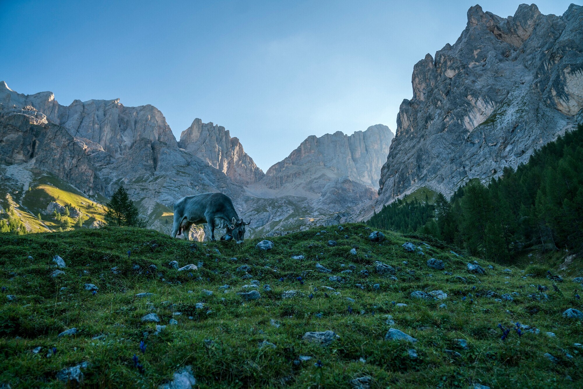 Cow grazing on an alpine meadow in front of mountains