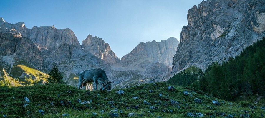 Cow grazing on an alpine meadow in front of mountains